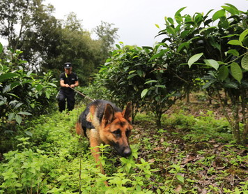 嗨，警犬！